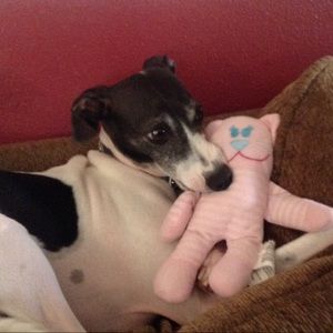 Meet your Posher, Sandy